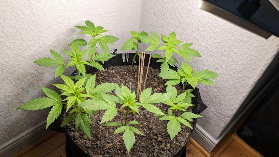 WINDOWSILL | LIVING SOIL | Northern Li.. Week 4