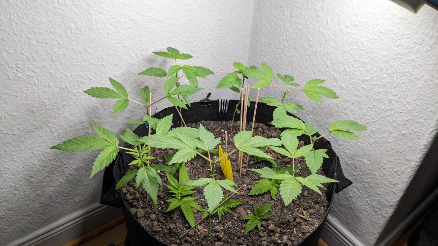 WINDOWSILL | LIVING SOIL | Northern Li.. Week 4