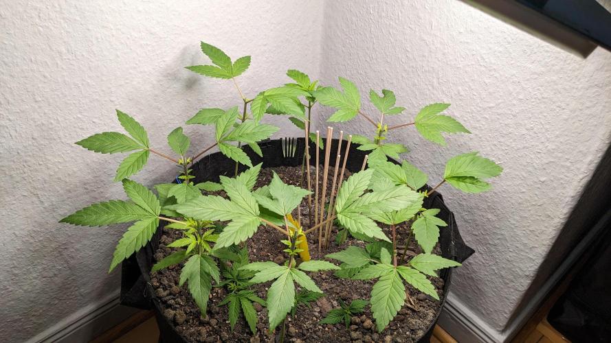 WINDOWSILL | LIVING SOIL | Northern Li.. Week 5
