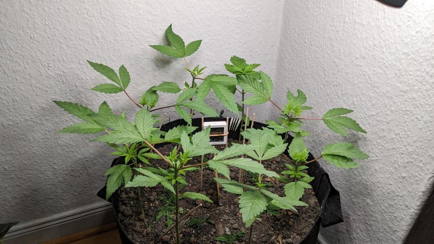 WINDOWSILL | LIVING SOIL | Northern Li.. Week 5