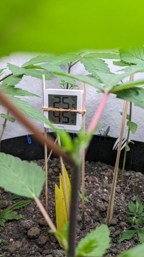 WINDOWSILL | LIVING SOIL | Northern Li.. Week 5