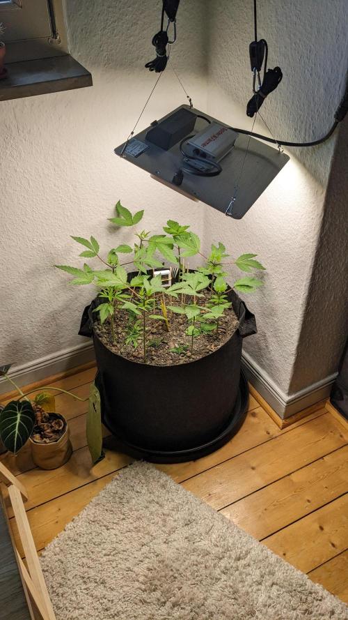 WINDOWSILL | LIVING SOIL | Northern Li.. Week 5