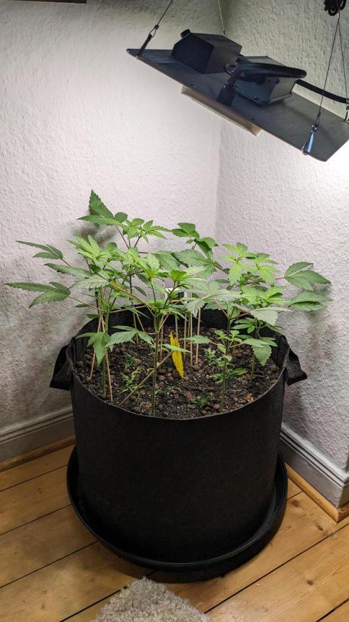WINDOWSILL | LIVING SOIL | Northern Li.. Week 5