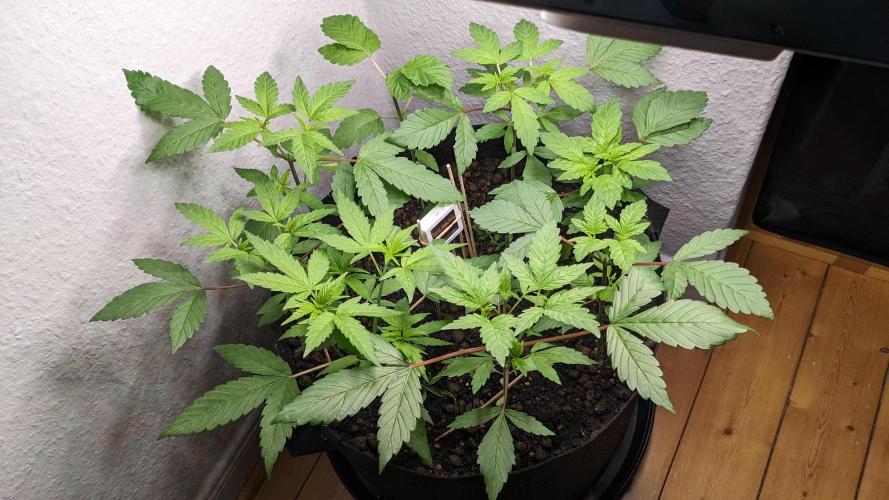 WINDOWSILL | LIVING SOIL | Northern Li.. Week 5
