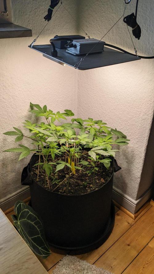 WINDOWSILL | LIVING SOIL | Northern Li.. Week 6