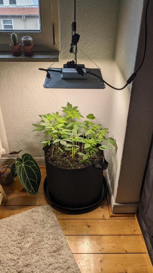 WINDOWSILL | LIVING SOIL | Northern Li.. Week 6