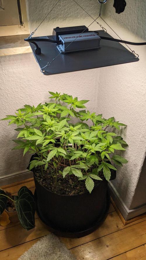 WINDOWSILL | LIVING SOIL | Northern Li.. Week 6