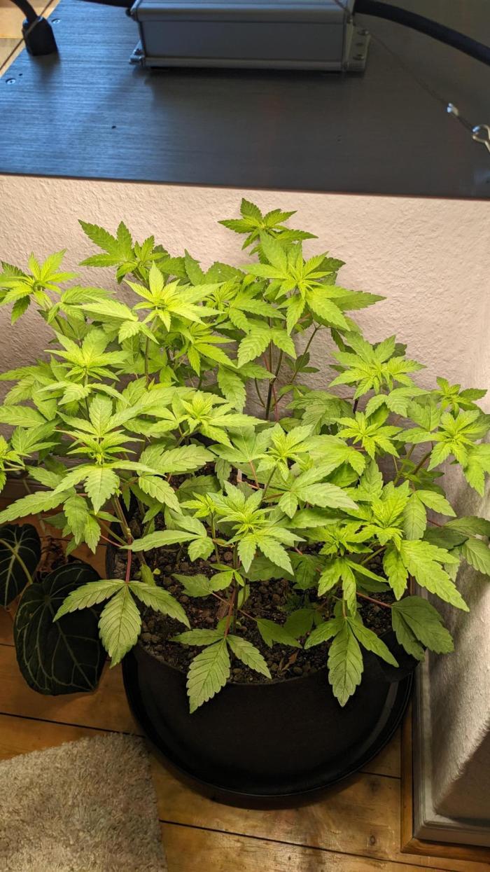 WINDOWSILL | LIVING SOIL | Northern Li.. Week 7