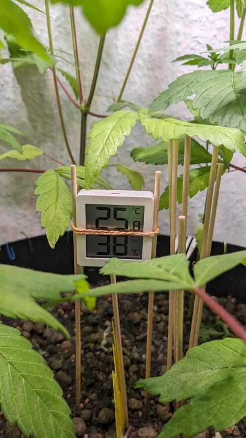 WINDOWSILL | LIVING SOIL | Northern Li.. Week 8