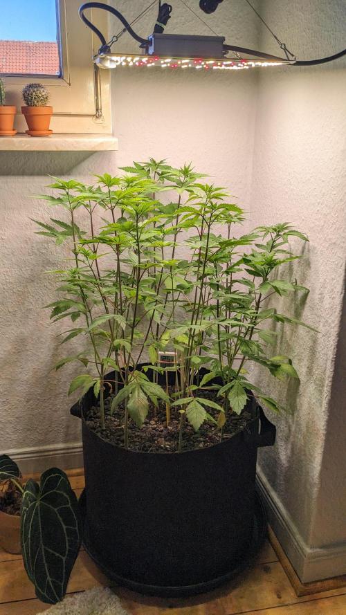 WINDOWSILL | LIVING SOIL | Northern Li.. Week 8