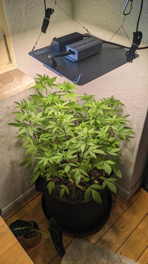 WINDOWSILL | LIVING SOIL | Northern Li.. Week 8