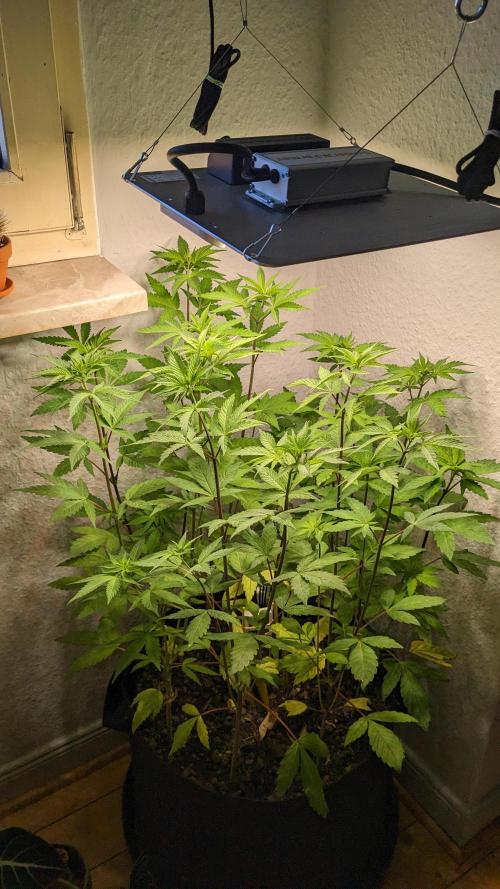 WINDOWSILL | LIVING SOIL | Northern Li.. Week 8