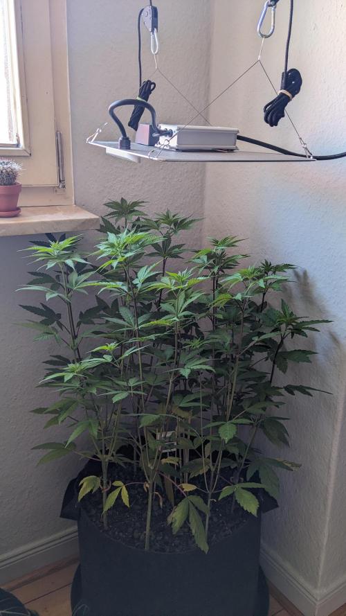 WINDOWSILL | LIVING SOIL | Northern Li.. Week 8