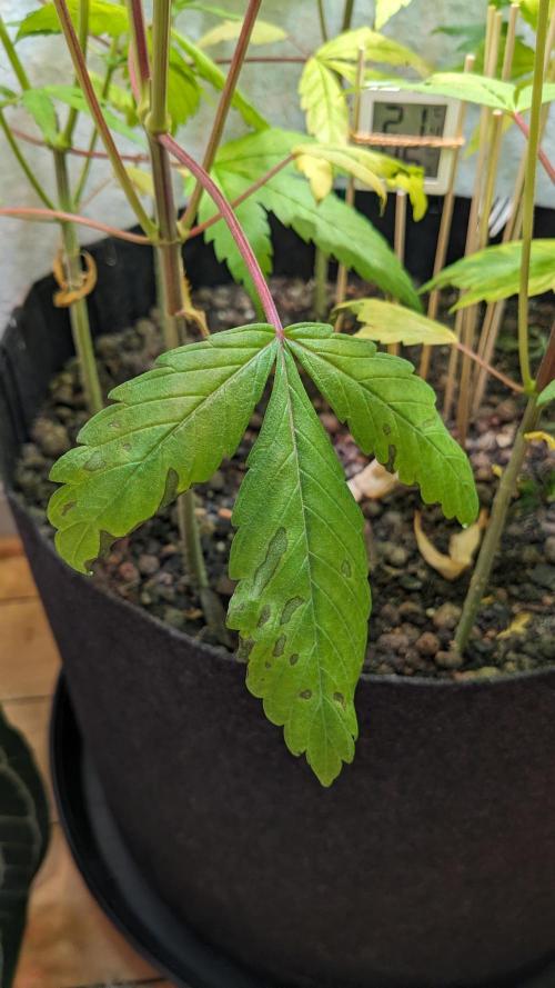 WINDOWSILL | LIVING SOIL | Northern Li.. Week 8
