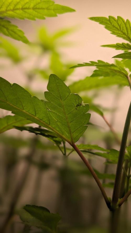 WINDOWSILL | LIVING SOIL | Northern Li.. Week 7