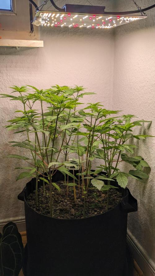 WINDOWSILL | LIVING SOIL | Northern Li.. Week 7