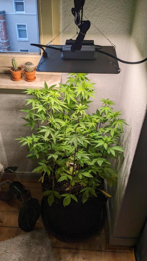 WINDOWSILL | LIVING SOIL | Northern Li.. Week 9