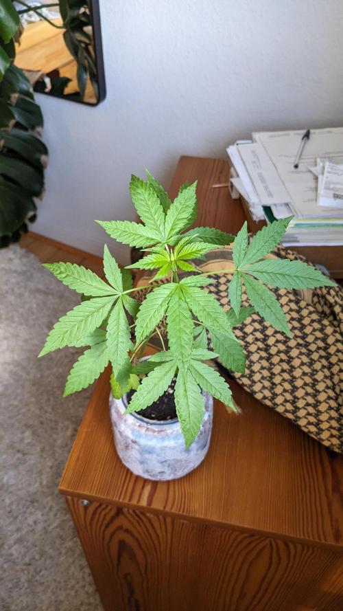 WINDOWSILL | LIVING SOIL | Northern Li.. Week 9