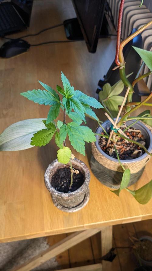 WINDOWSILL | LIVING SOIL | Northern Li.. Week 9
