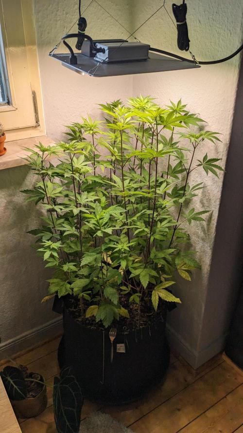 WINDOWSILL | LIVING SOIL | Northern Li.. Week 9