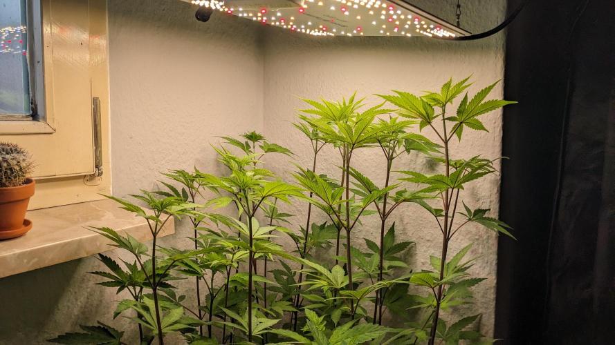 WINDOWSILL | LIVING SOIL | Northern Li.. Week 9