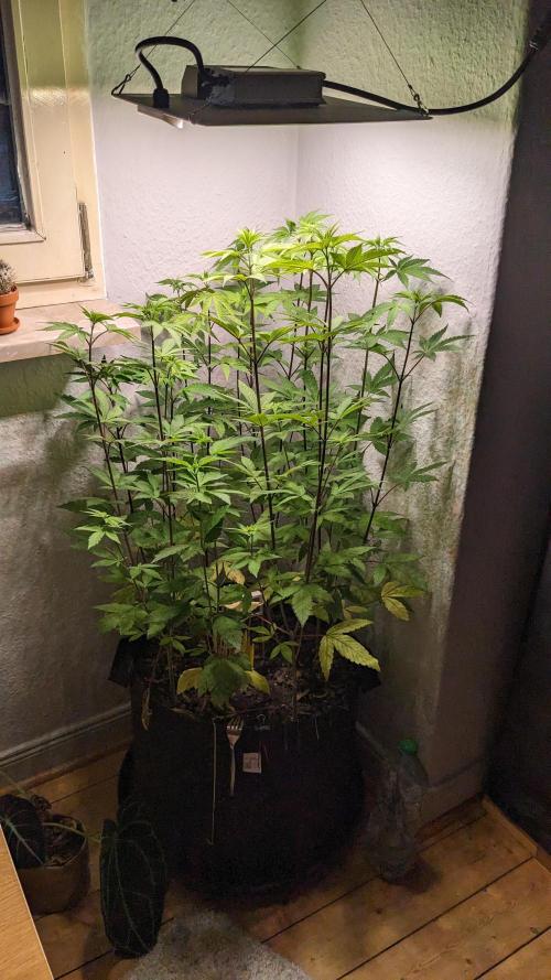 Northern Lights. Week 9
