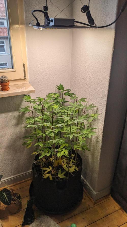 WINDOWSILL | LIVING SOIL | Northern Li.. Week 10