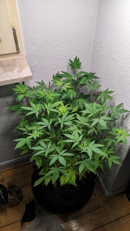 WINDOWSILL | LIVING SOIL | Northern Li.. Week 10
