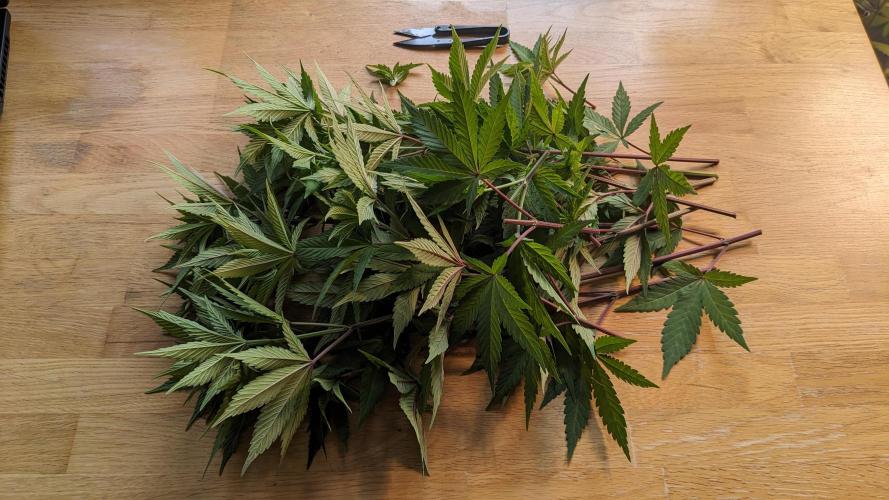 WINDOWSILL | LIVING SOIL | Northern Li.. Week 10