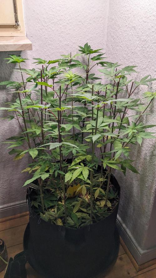 WINDOWSILL | LIVING SOIL | Northern Li.. Week 10