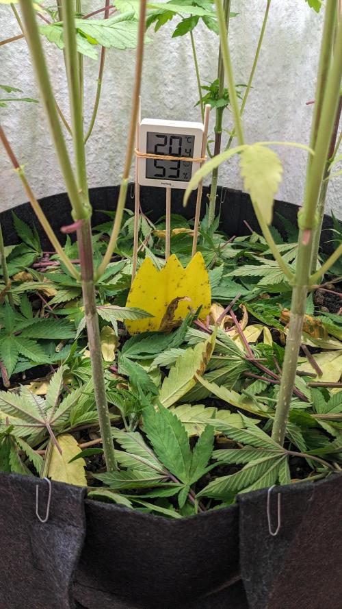 WINDOWSILL | LIVING SOIL | Northern Li.. Week 10