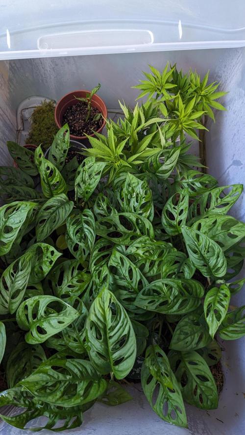 WINDOWSILL | LIVING SOIL | Northern Li.. Week 10