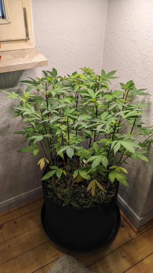 WINDOWSILL | LIVING SOIL | Northern Li.. Week 10