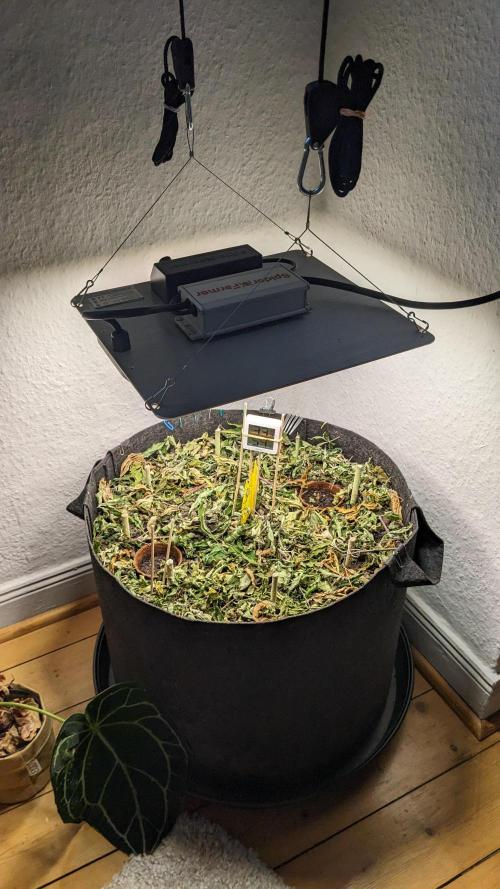 BLUE MONSTER | Windowsil | Living Soil. Week 1