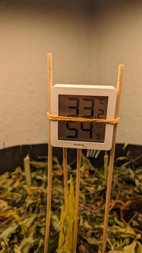 BLUE MONSTER | Windowsil | Living Soil. Week 1