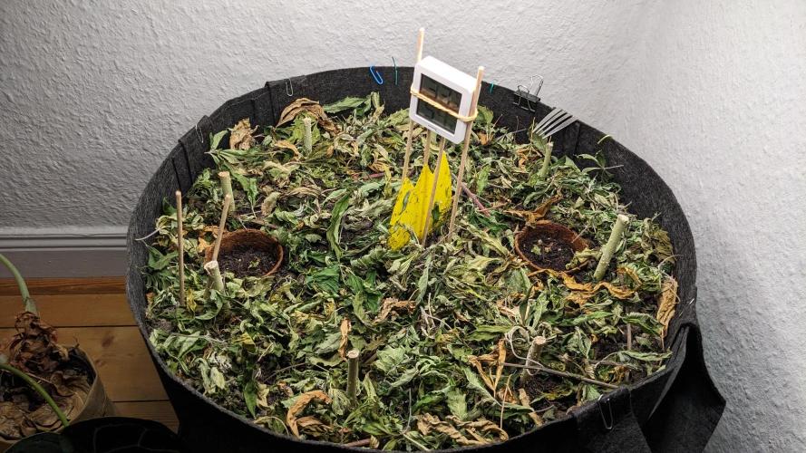 BLUE MONSTER | Windowsil | Living Soil. Week 1