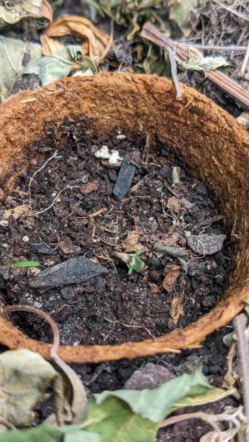 BLUE MONSTER | Windowsil | Living Soil. Week 1
