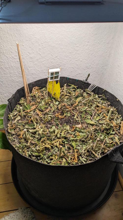 BLUE MONSTER | Windowsil | Living Soil. Week 1