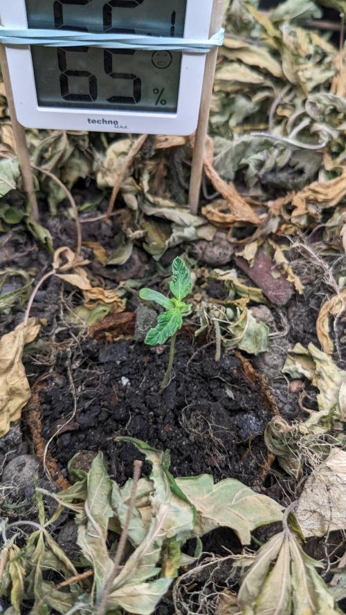 BLUE MONSTER | Windowsil | Living Soil. Week 2