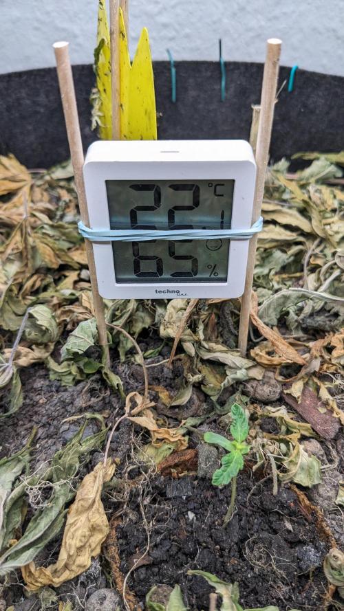 BLUE MONSTER | Windowsil | Living Soil. Week 2