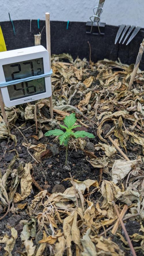 BLUE MONSTER | Windowsil | Living Soil. Week 2