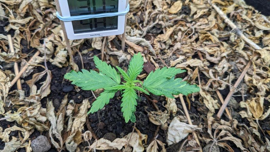 Blue Monster. Week 3