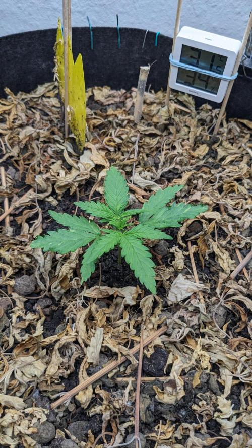 BLUE MONSTER | Windowsil | Living Soil. Week 3