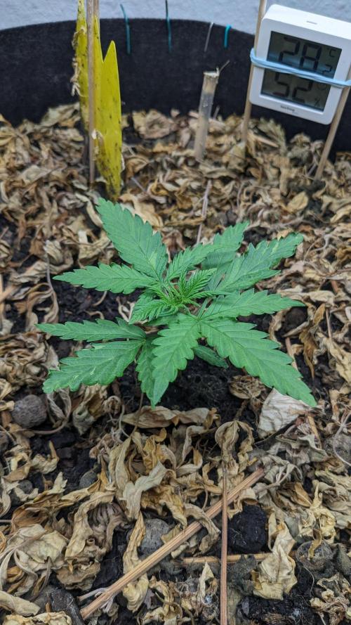 BLUE MONSTER | Windowsil | Living Soil. Week 3