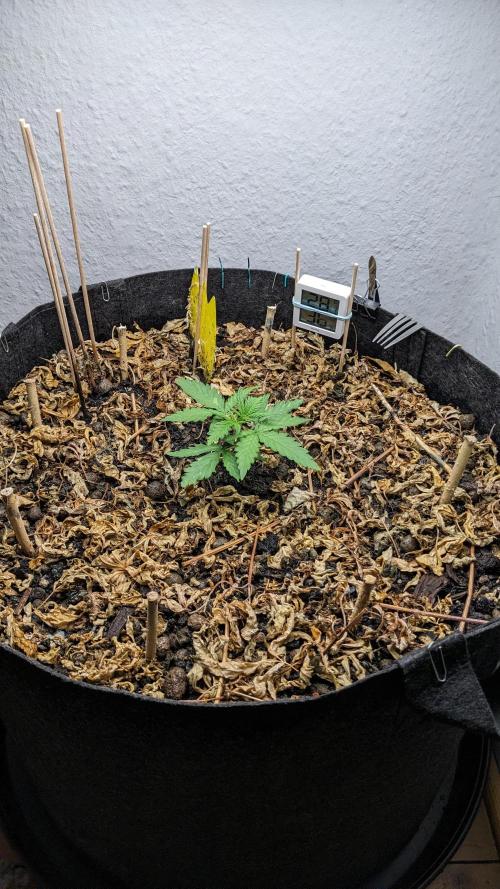 BLUE MONSTER | Windowsil | Living Soil. Week 3
