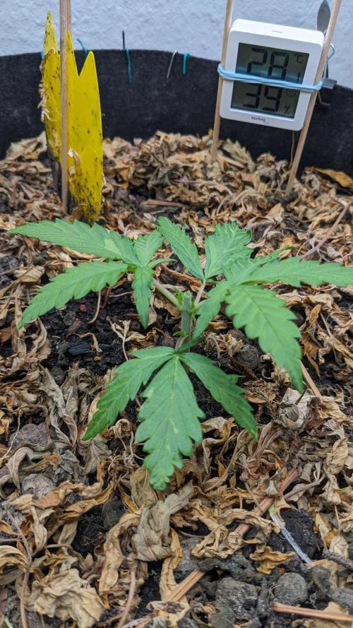 BLUE MONSTER | Windowsil | Living Soil. Week 4