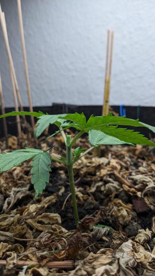 BLUE MONSTER | Windowsil | Living Soil. Week 4