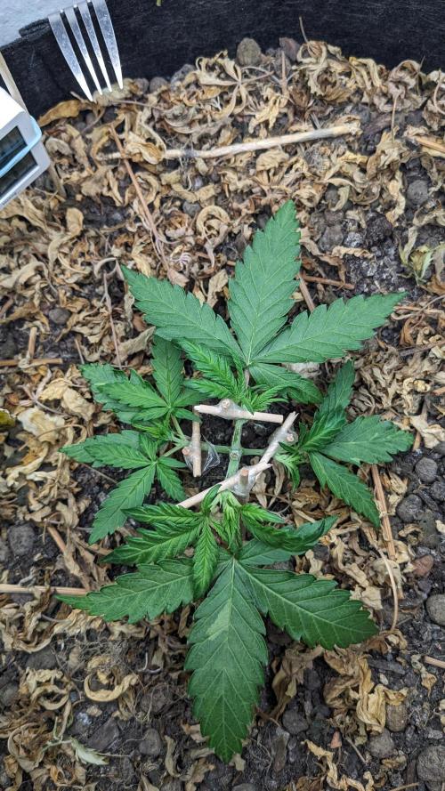 BLUE MONSTER | Windowsil | Living Soil. Week 4