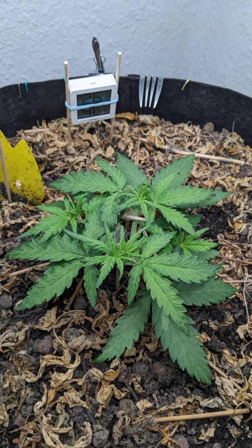 BLUE MONSTER | Windowsil | Living Soil. Week 4