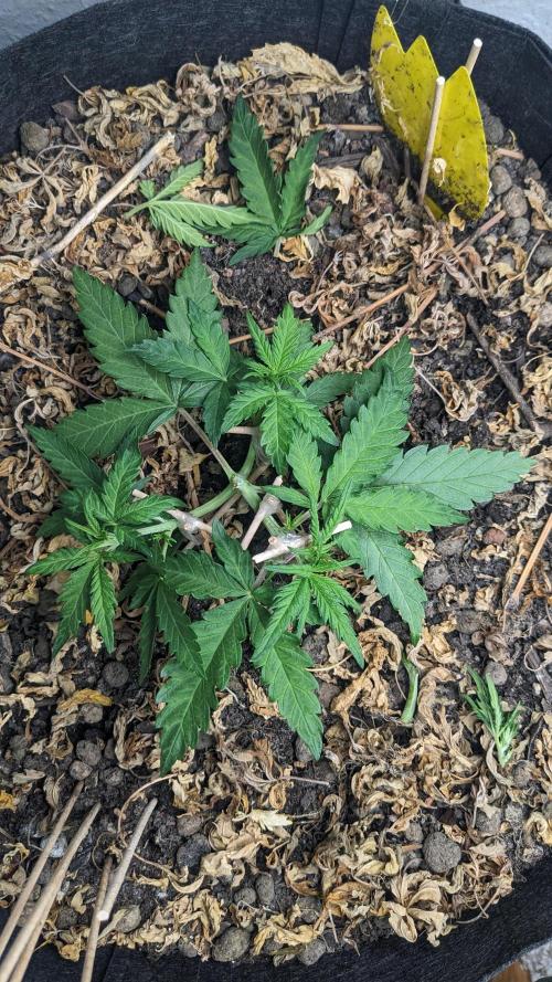 BLUE MONSTER | Windowsil | Living Soil. Week 4